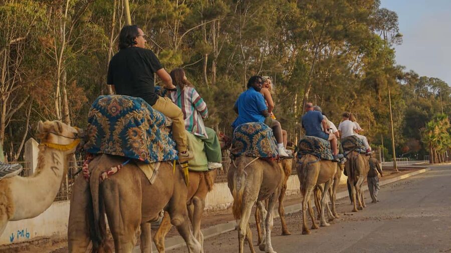Agadir/Taghazout: Camel Rides with Tea Drink and Transfers - A gentle ride beyond central Agadir