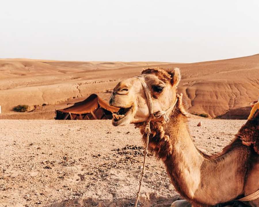 Agafay Desert: Magical Half-Day Lunch with Pool Swim - A Realistic Picture of the Day