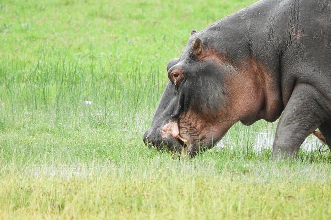 Amboseli Day Tour from Nairobi - Elephants are the strongest reason to go