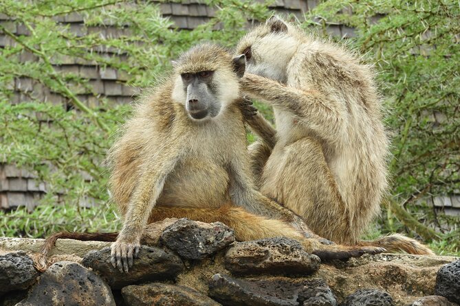Amboseli Day Tour from Nairobi - The optional Maasai community visit