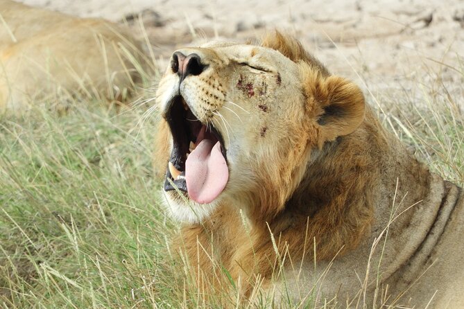 Amboseli Day Tour from Nairobi - What the guides add to the experience