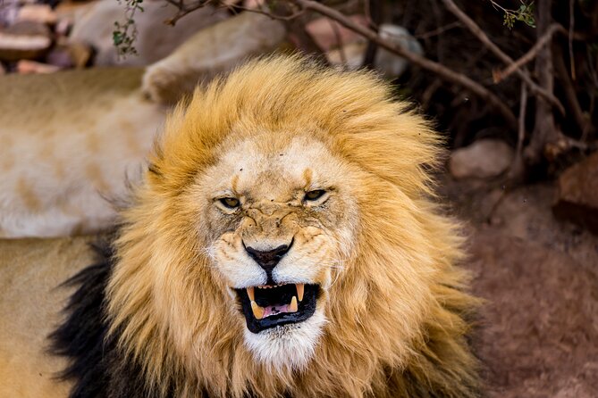 Aquila Game Reserve Safari with Park Fees, Transport & Lunch - Key points to know before booking