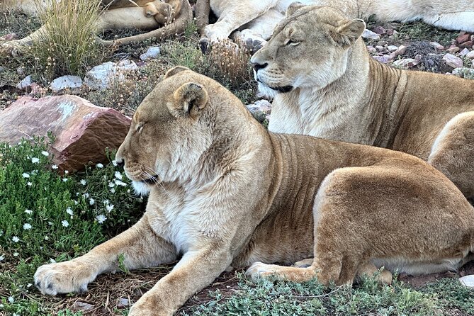 Aquila Game Reserve Safari with Park Fees, Transport & Lunch - From Cape Town to Aquila by way of Paarl and Worcester
