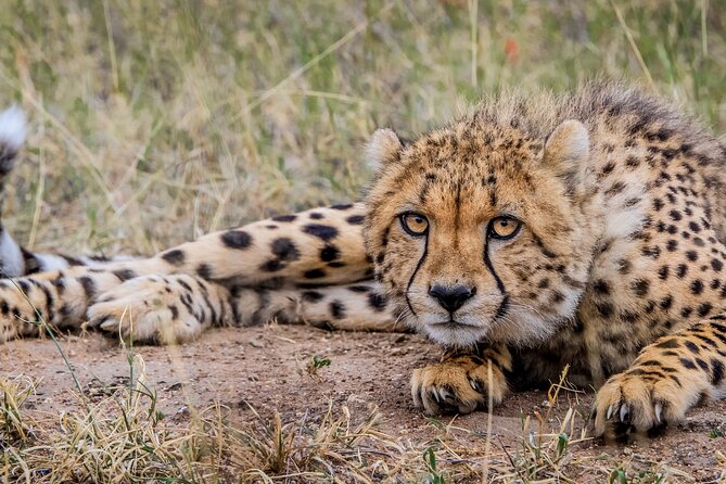 Aquila Game Reserve Safari with Park Fees, Transport & Lunch - Is $238.11 good value?