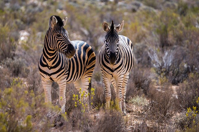 Aquila Game Reserve Safari with Park Fees, Transport & Lunch - Timing, comfort, and who will enjoy it