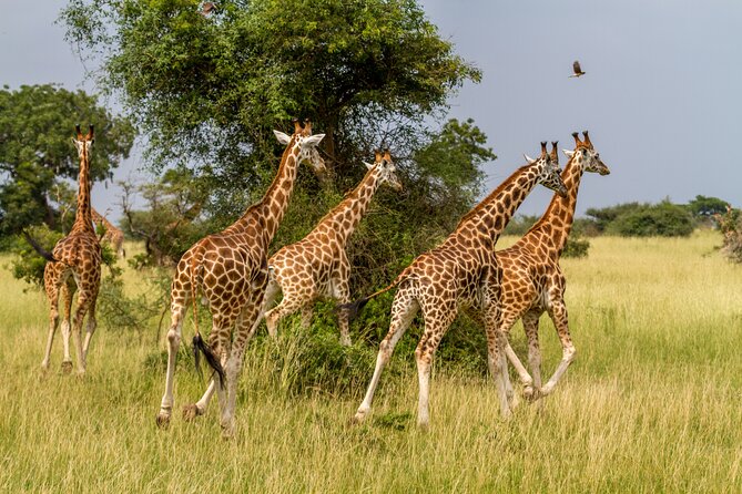 Aquila Game Reserve Safari with Park Fees, Transport & Lunch - The trip back to Cape Town