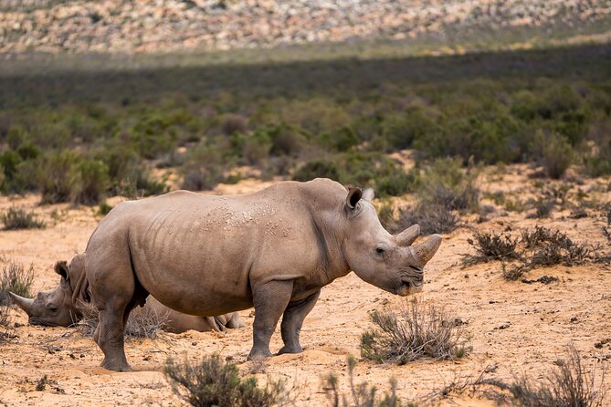 Aquila Game Reserve Safari with Park Fees, Transport & Lunch - How this compares with a longer safari