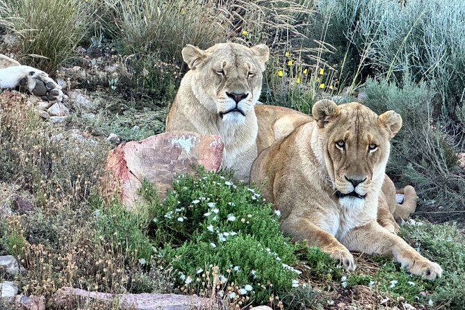 Aquila Game Reserve Safari with Park Fees, Transport & Lunch - Three hours on the open safari vehicle