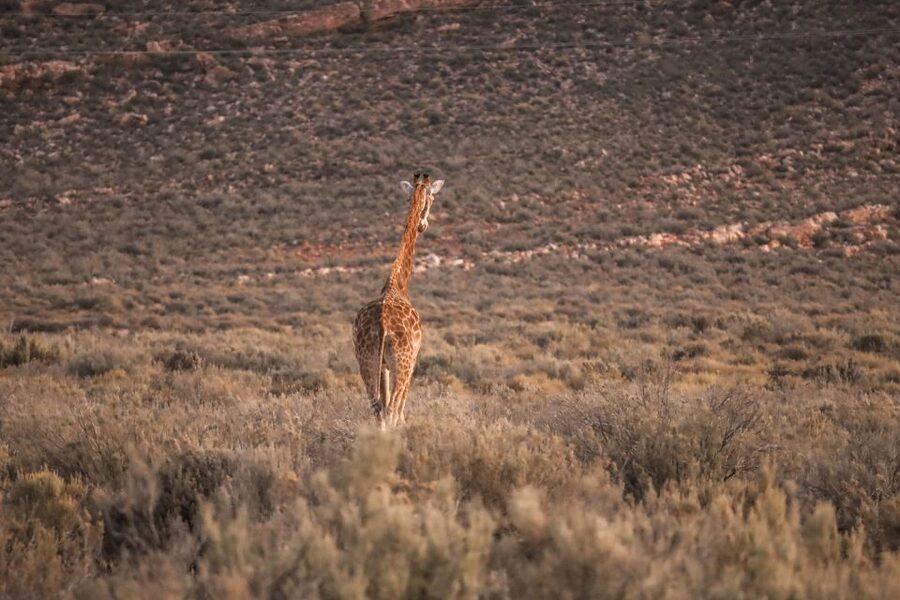 Aquila Private Game Reserve: Sunset Safari with Entry Fee - Key points to know before booking