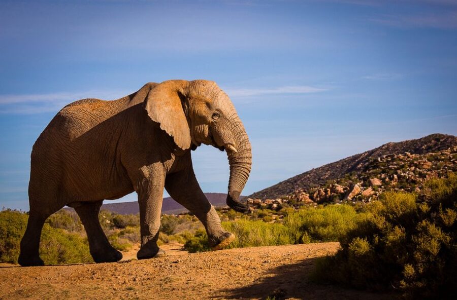 Aquila Private Game Reserve: Sunset Safari with Entry Fee - Arrival at Aquila by 3 PM