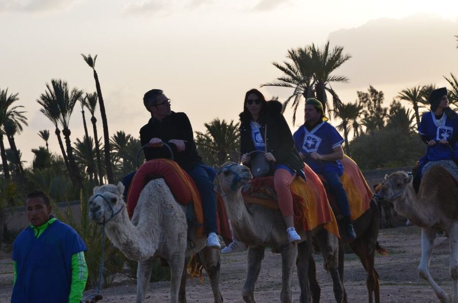 Around Marrakech: Camel Ride in Palm Groves including Tea - Should you book the Palmeraie camel ride?