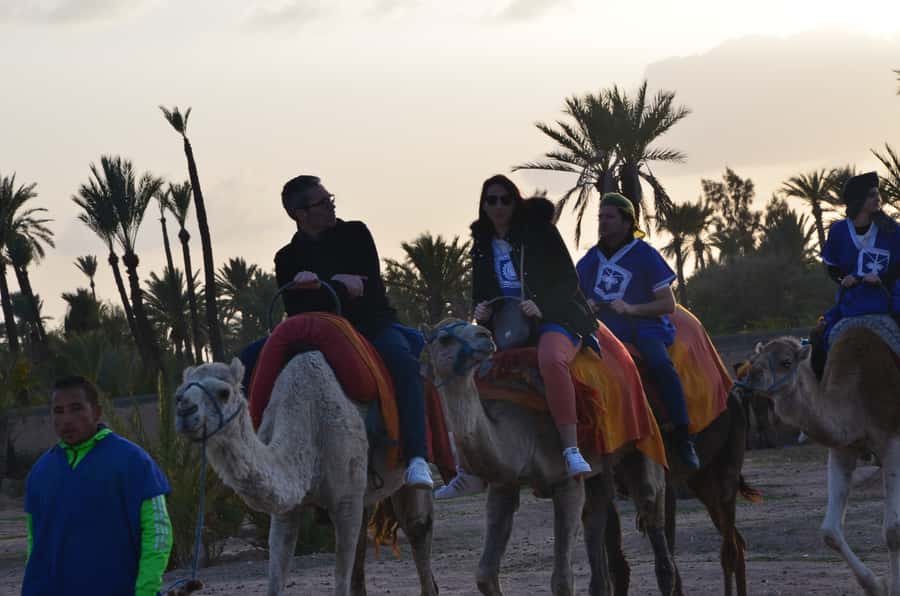 Around Marrakech: Camel Ride in Palm Groves including Tea - A mint tea break after the ride