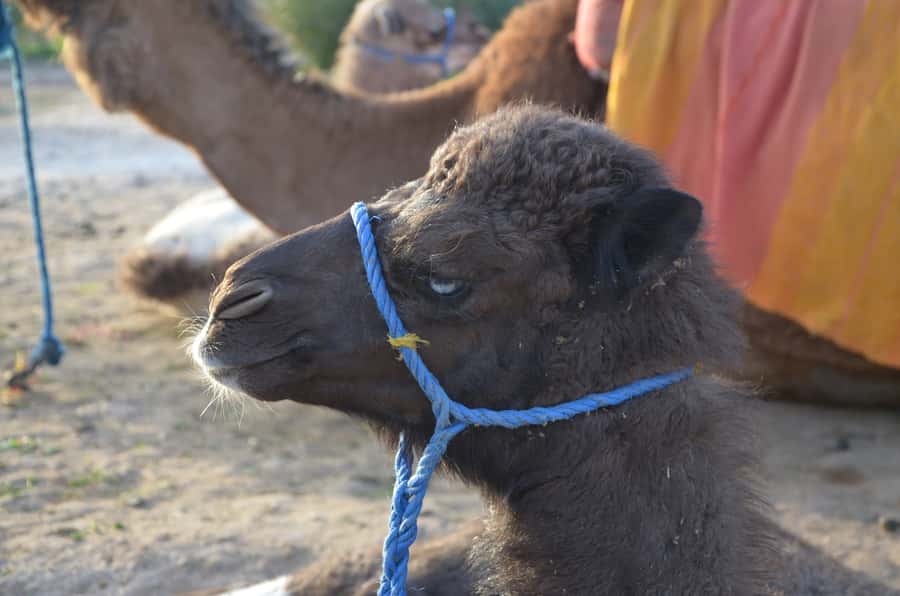Around Marrakech: Camel Ride in Palm Groves including Tea - What the transport adds to the value