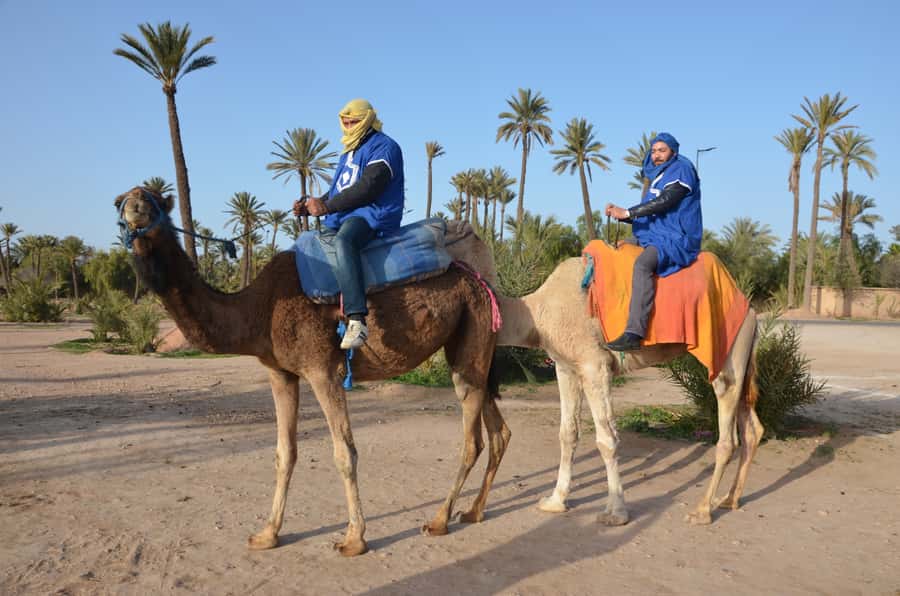 Around Marrakech: Camel Ride in Palm Groves including Tea - Practical tips for a smoother outing