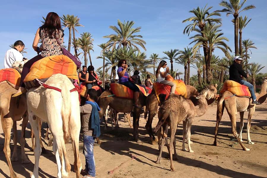 Around Marrakech: Camel Ride in Palm Groves including Tea - Getting dressed for the camel ride