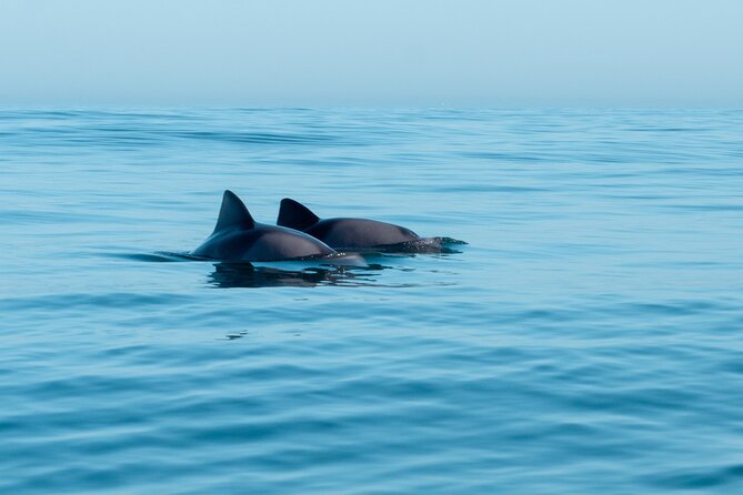 Atlantic Outlook Kayak Tour Cape Town - Starting at the V&A Waterfront