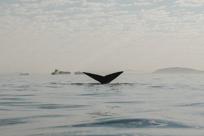 Atlantic Outlook Kayak Tour Cape Town - Why the guide matters for first-time kayakers