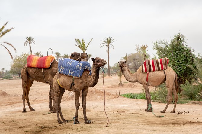 Atlas Mountains Hot Air Balloon Ride from Marrakech with Berber Breakfast and Desert Camel Experience - The camel ride near the Palmeraie