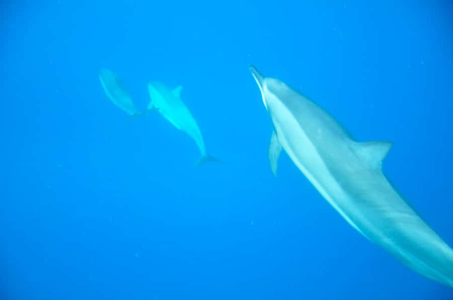 Black River: Dolphin Swim and Whale Watching by Speedboat - Key points to know before booking