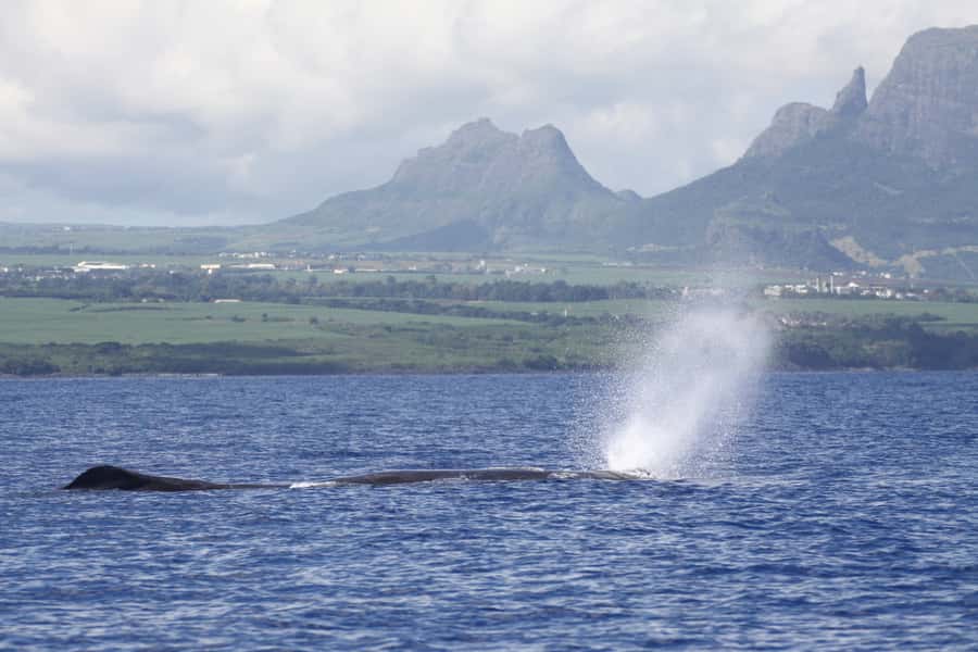 Black River: Dolphin Swim and Whale Watching by Speedboat - The Black River departure and the five-hour plan