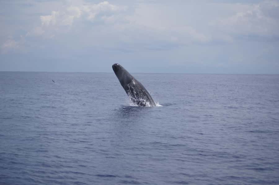 Black River: Dolphin Swim and Whale Watching by Speedboat - Whale watching from a respectful distance