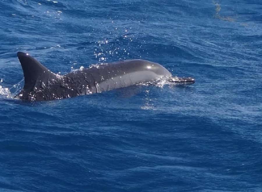 Black River: Swim with Dolphin Speed Boat Tour with lunch - Crystal Rock and the Le Morne setting