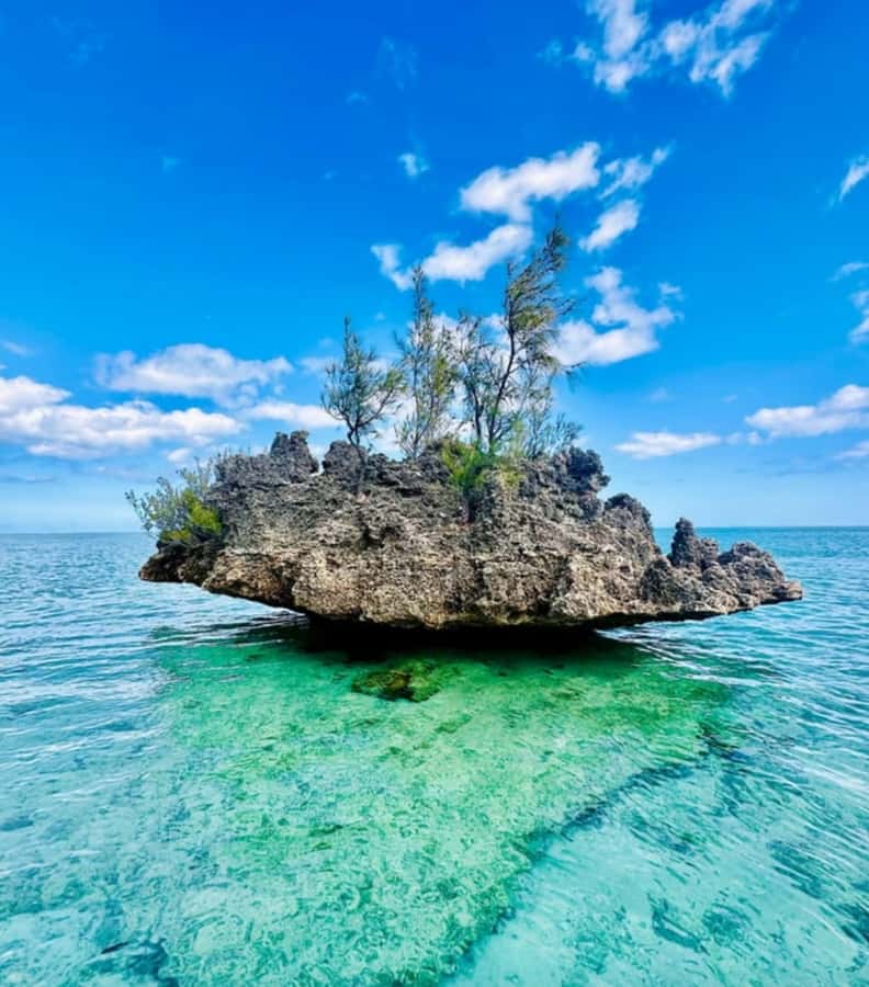 Black River: Swim with Dolphin Speed Boat Tour with lunch - Île aux Bénitiers, lunch, and free time