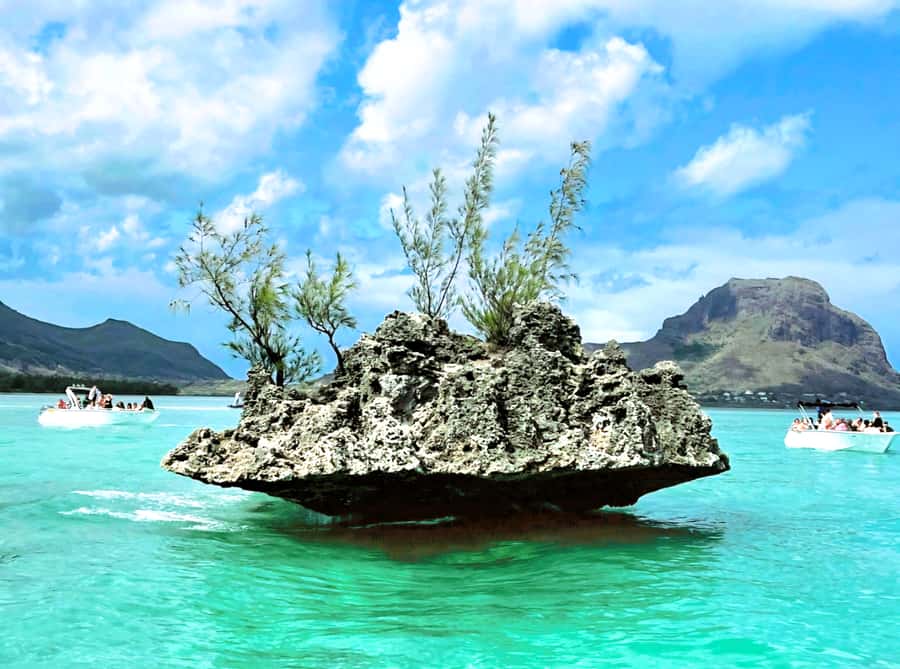 Black River: Swim with Dolphin Speed Boat Tour with lunch - Practical details before you book