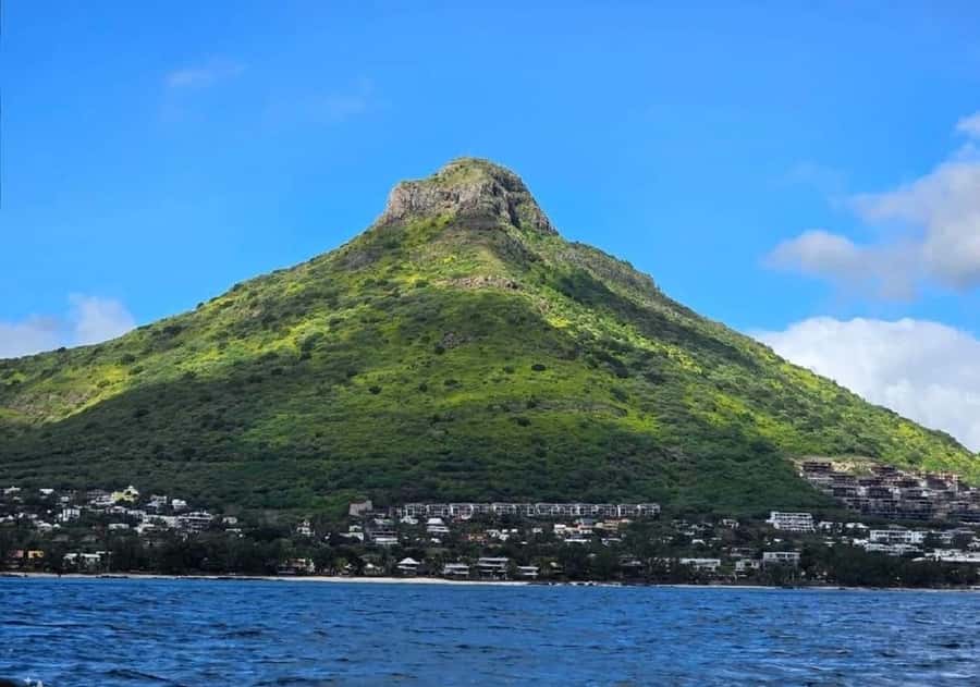 Black River: Swim with Dolphin Speed Boat Tour with lunch - Who will enjoy this most