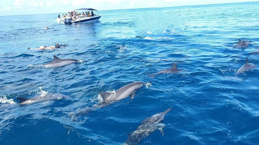 Black River: Swim with Dolphin Speed Boat Tour with lunch - Looking for dolphins in their natural home