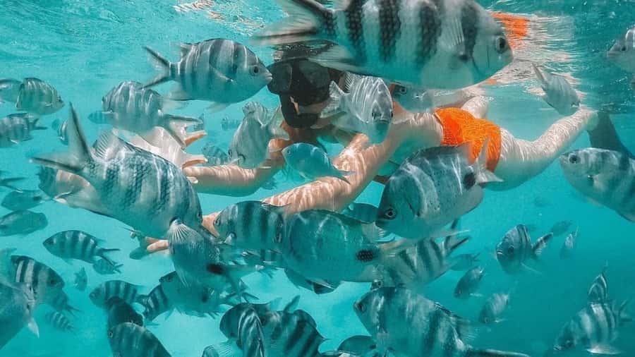 Blue Bay: Blue Bay Glass Bottom Boat Visit and Snorkeling - A short boat ride with a long look at Blue Bay’s sea life