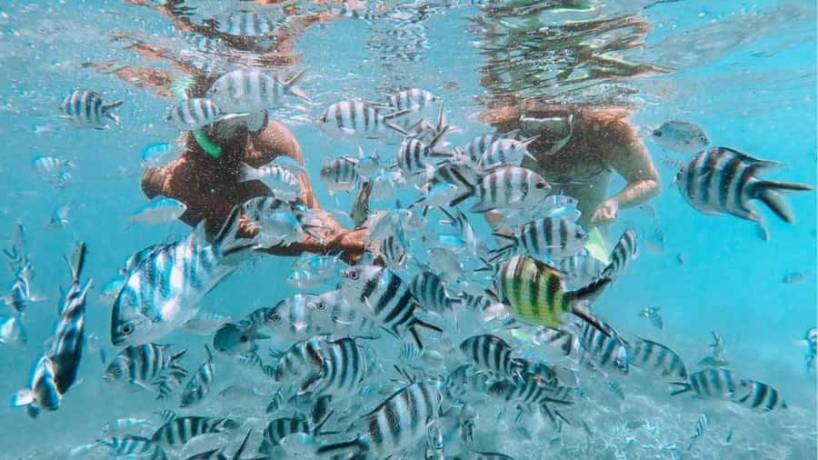 Blue Bay: Blue Bay Glass Bottom Boat Visit and Snorkeling - The 15-minute glass-bottom boat view