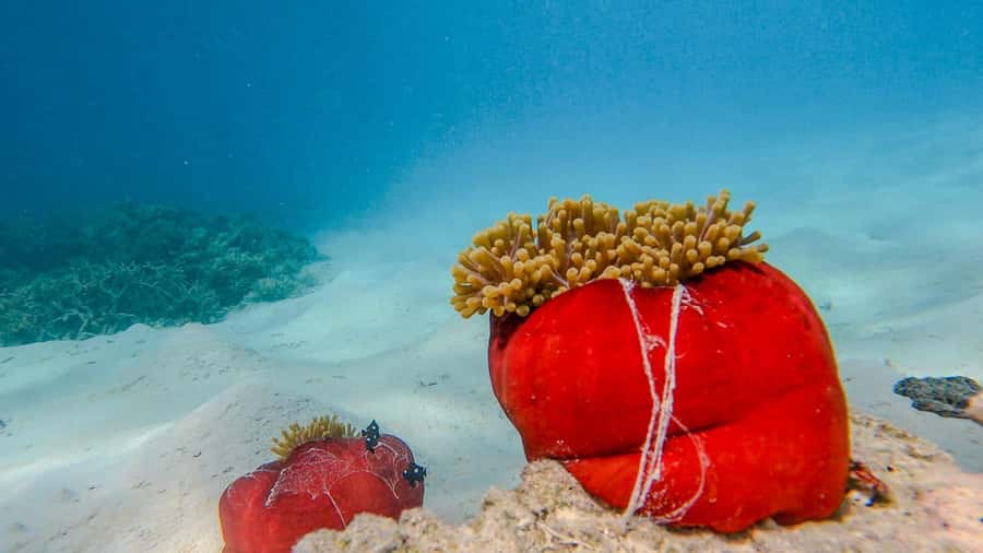 Blue Bay: Blue Bay Glass Bottom Boat Visit and Snorkeling - What you get for $28