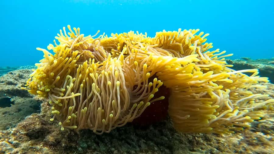 Blue Bay: Blue Bay Glass Bottom Boat Visit and Snorkeling - Who should book the Blue Bay boat and snorkel trip?