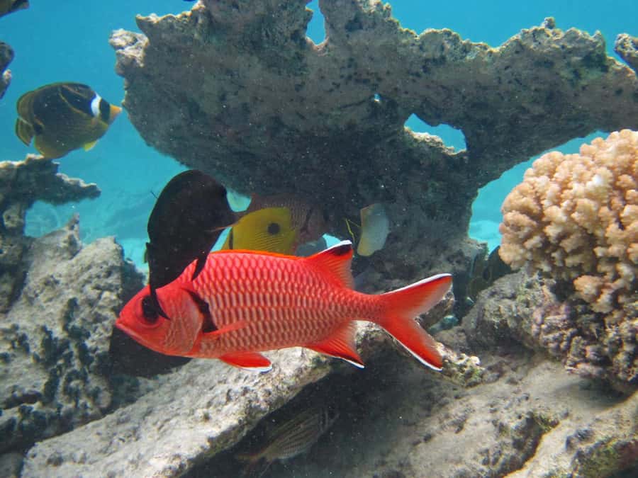 Blue Bay: Half-Day Snorkeling Trip with Creole Picnic Lunch - Key points to know before you book