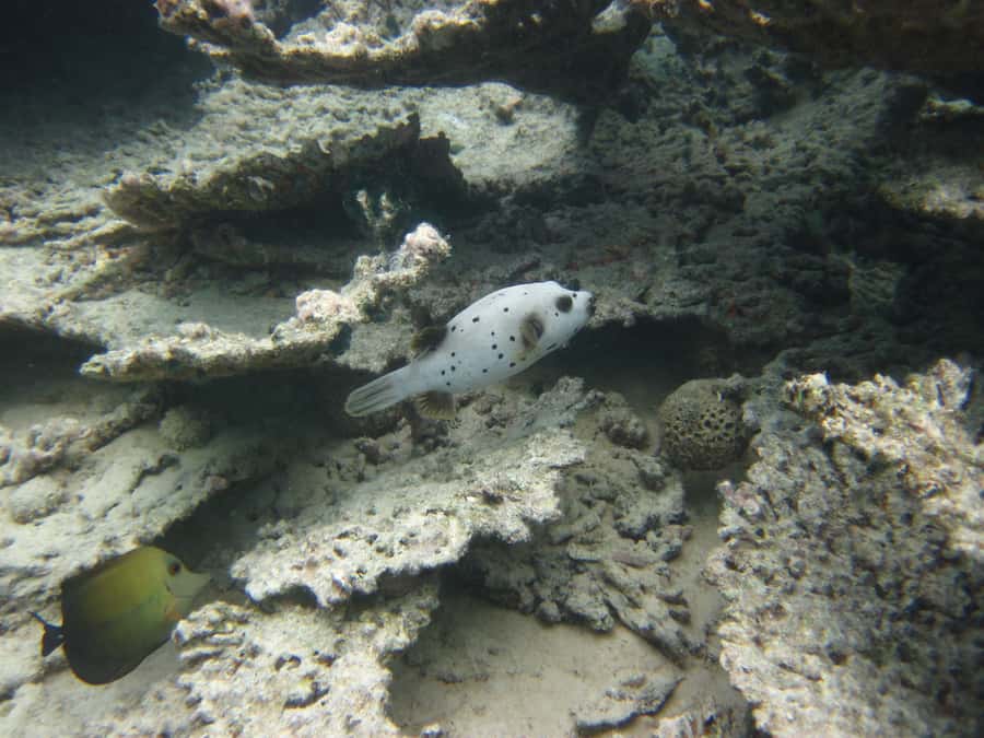 Blue Bay: Half-Day Snorkeling Trip with Creole Picnic Lunch - What the crew adds to the experience