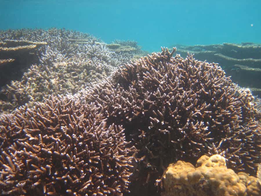 Blue Bay: Half-Day Snorkeling Trip with Creole Picnic Lunch - FAQ