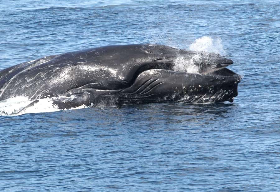 Boa Vista: Whale Watching Trip with Motoryacht - Key things to know before you book