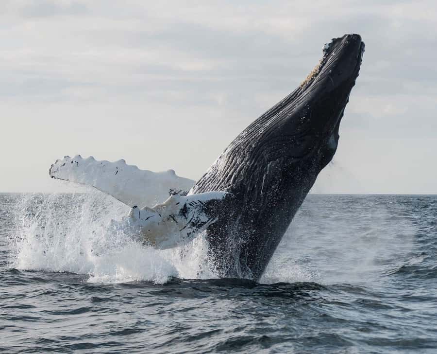 Boa Vista: Whale Watching Trip with Motoryacht - Why Boa Vista is a strong whale-watching base