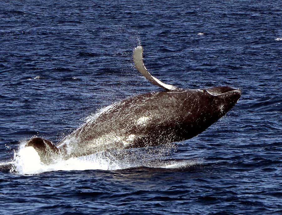 Boa Vista: Whale Watching Trip with Motoryacht - What makes the wildlife guide useful