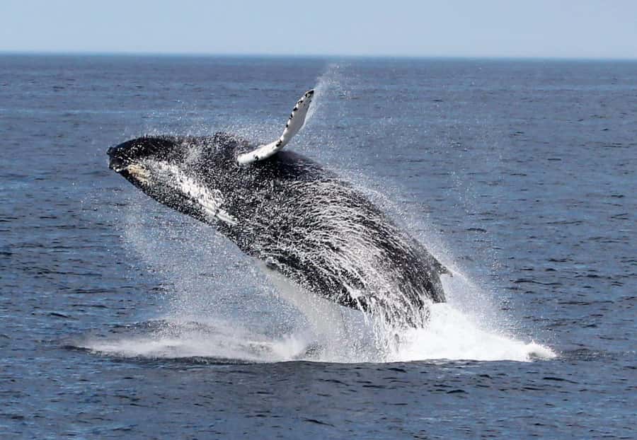 Boa Vista: Whale Watching Trip with Motoryacht - Morning or afternoon: which departure should you choose?