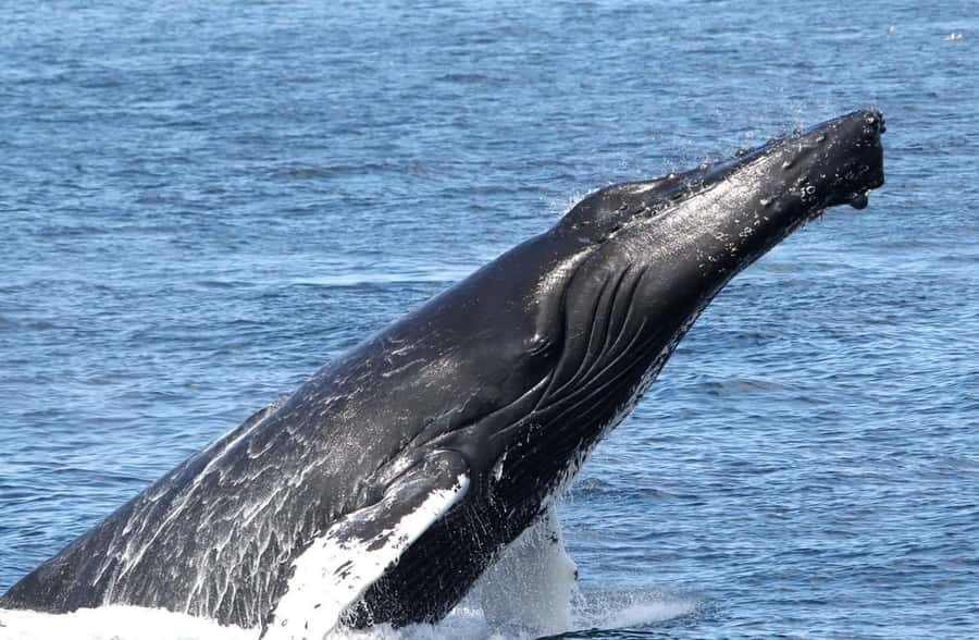 Boa Vista: Whale Watching Trip with Motoryacht - Weather, waves, and the chance of cancellation