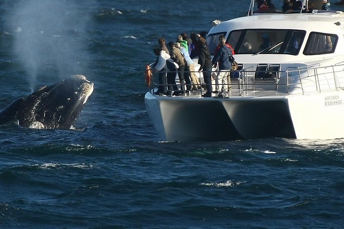 Boat Based Whale Watching from Hermanus - Key points at a glance