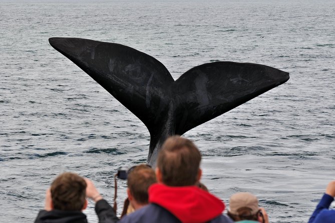 Boat Based Whale Watching from Hermanus - Setting out from Hermanus New Harbour