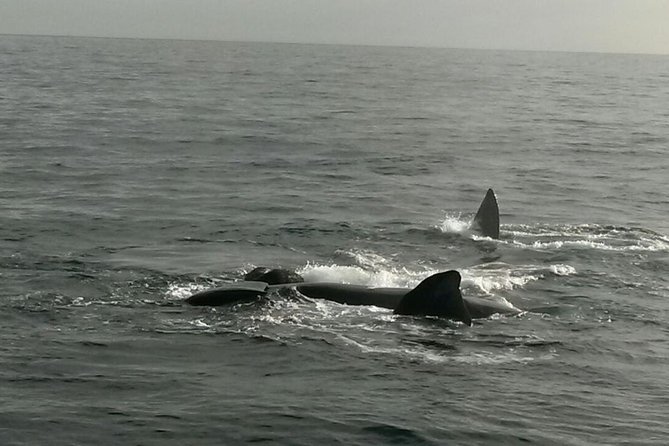 Boat Based Whale Watching from Hermanus - The guide, crew, and onboard interpretation
