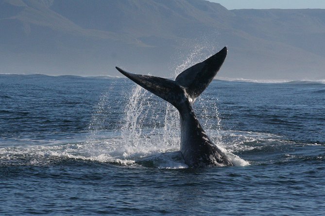Boat Based Whale Watching from Hermanus - Comfort, clothing, and family details