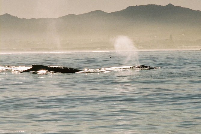 Boat Based Whale Watching from Hermanus - Is $91.45 a fair price?