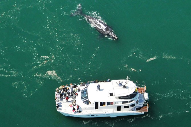 Boat Based Whale Watching from Hermanus - What the two-hour boat trip feels like