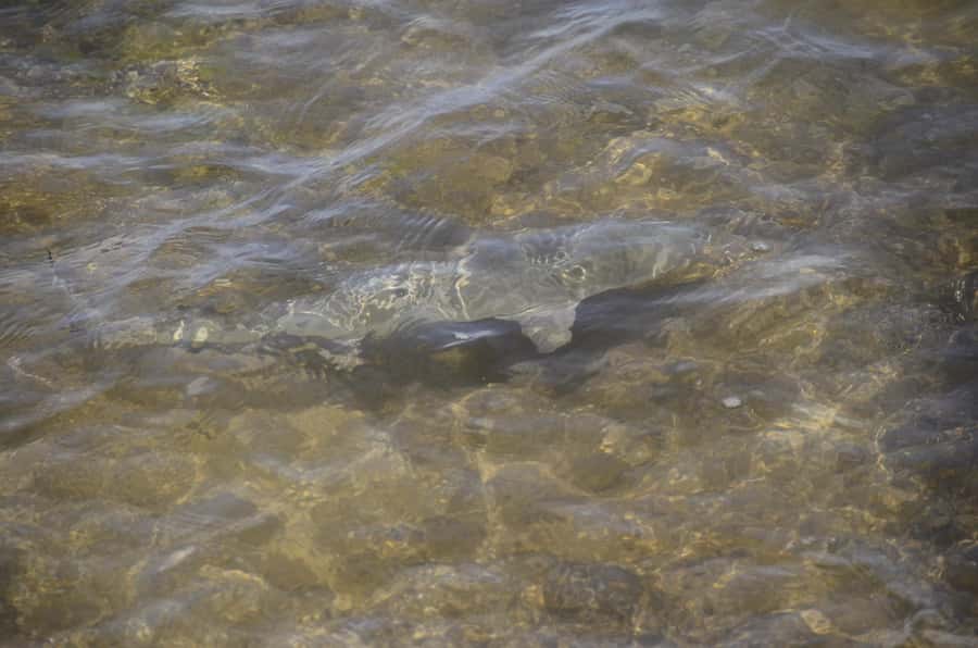 Boavista: Turtle, Shark, Santa Monica, Sandboard & Tasting - Riding from your hotel in an open 4x4