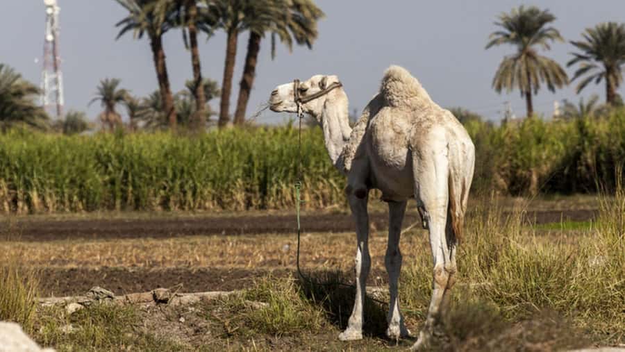 Cairo: Fayoum, Wadi El Rayan, and Wadi al Hitan 4x4 Tour - The 4x4 ride, sandboarding, and comfort